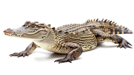 Foto op Canvas crocodile isolated on white background © Photock Agency