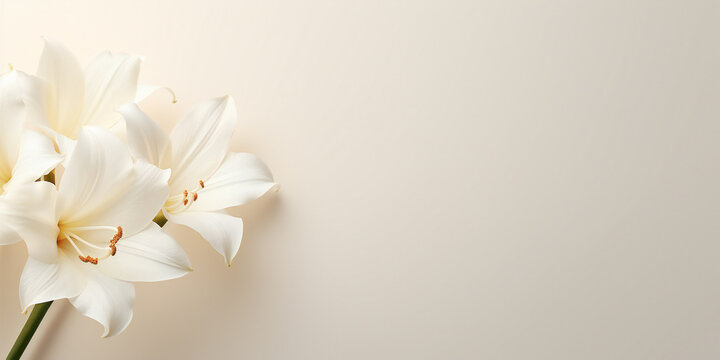 Vector elegant white floral background. White Floral Design Template