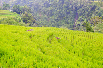 rice terraces in island