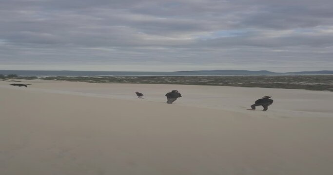 Dunas Joaquina Floripa Florianopolis Drone Areias Litoral Praia Surf Sandboard Prancha Parque Natural Esportes Deserto Aventura Natureza Paisagem Ecossistema Diversidade Geografia Geologia Turismo