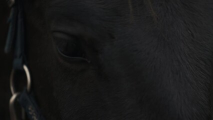 Serene Scene: Two Horses Grazing and Playing in Field Before a Fence in Slow Motion
