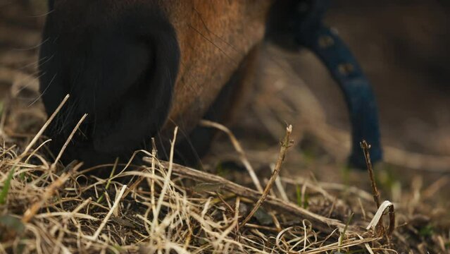 Close-up footage of a horse chomping on grass, with its snout and fur in contact with the ground