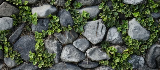 Fotobehang A detailed shot of a bedrock wall covered in ivy, creating a natural landscape art piece with terrestrial plants and groundcover © AkuAku