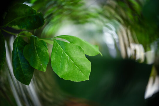 green leaves in the sun, leaves, passion fruit leaf, blurred background, blurred image, wallpaper
