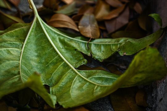 leaf, leaves on the ground, close up of a leaf, close up of green leaf, passion fruit leaf, blurred background, blurred image, wallpaper, Passifloraceae, Magnoliopsida, soothing, medicinal plant



