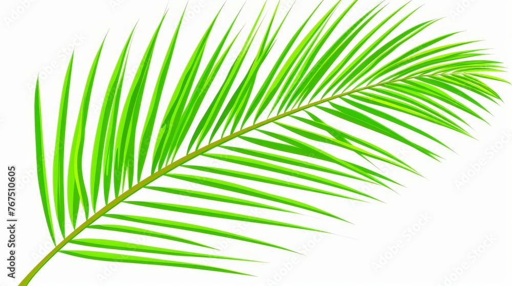 Poster a close up of a palm leaf on a white background with a clipping path to the top of the image.