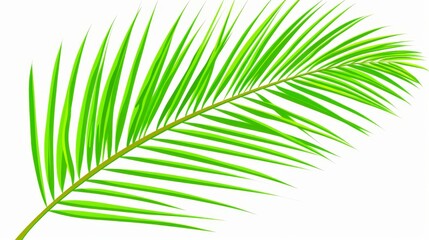  a close up of a palm leaf on a white background with a clipping path to the top of the image.