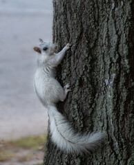 leucistic grey squirrel