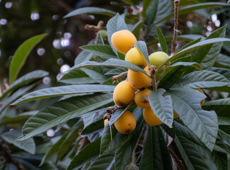 loquat fruit on the tree