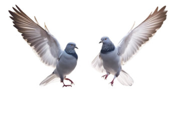 Batu just shrines main Caves Kuala Hindu Murugan temples The Lumpur outcrop limestone entrance Statue featuring Lord has north three Malaysia located Cave