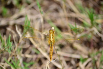 A golden dragonfly perches on a branch, photographed from a high angle against a blurry earthy brown background