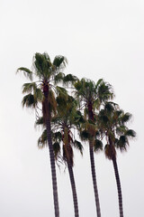California fan palm trees and gray sky