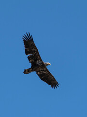 juvenile bald eagle (Haliaeetus leucocephalus) in flight
