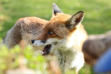 A red fox in a garden