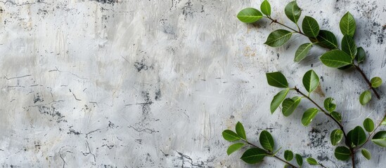 Two branches with green leaves on a concrete table with a background of aged white and gray concrete. Mockup display for advertising material or poster design, with space for customization.