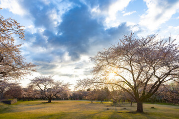 北海道森町-早朝のオニウシ公園の桜-