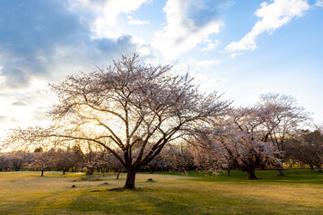 Fototapeta premium 北海道森町-早朝のオニウシ公園の桜-02