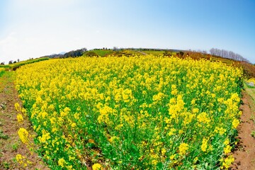 長崎鼻の菜の花