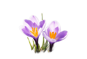 Fototapeta premium Mallorca port Ragged coast Spain Soller Sky Summer Travel Nature Tree Landscape Road Sea Mountain Green Mountains Vacation Stone Natural Rock Island Tourism Mediterranean Wildlife Coastline