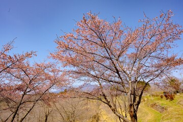 長湯の大漁桜