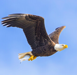 American Bald Eagle in flight.