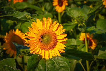 Fototapeta premium .A beautiful sunflower field.A beautiful sunflower field
