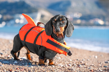 Dachshund dog in orange life vest with handle for safe swimming poses on pebble beach by sea Puppy in jacket is training, strengthening muscles , back, actively engaged in water sports in safe clothes