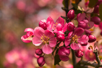 Fototapeta na wymiar Malus 'Cardinal' crab apple tree in blossom in the spring sunshine