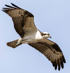 Osprey in flight.