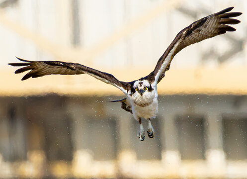 Osprey Shaking Off Water.