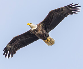 bald eagle in flight