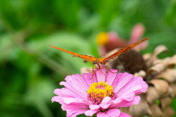 Gulf fritillary butterfly butterfly sucking nectar on a zinnia flower