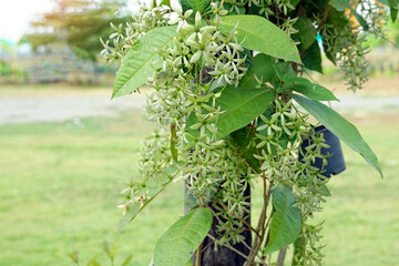 volubilis is a large vine with flowers in a cluster of indigo purple flowers with 5 petals,...