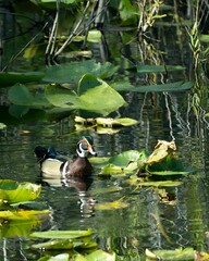 Extraordinary beauty of the male Wood Duck (Aix sponsa)