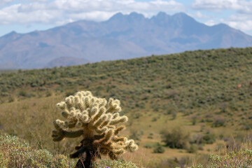 Jumping Cholla cactus in the Salt River desert area near Mesa Arizona United States