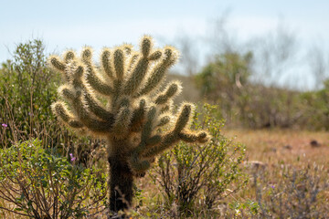 Sonoran Jumping Cholla cactus in the Salt River management area near Phoenix Arizona United States