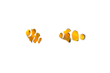 Close-up view of Ocellaris Clownfish fish isolated on a png file with transparent background.
