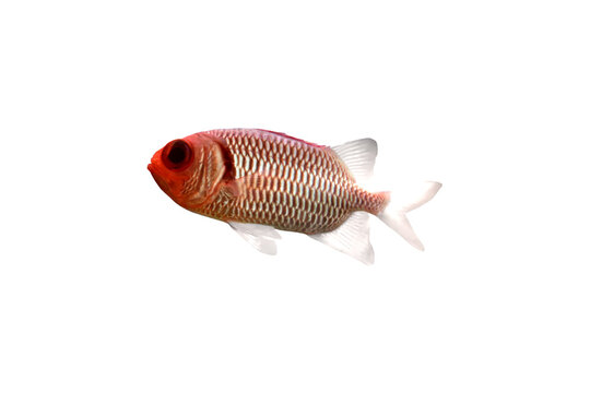 Close-up view of Myripristis Hexagona fish isolated on png file with transparent background.