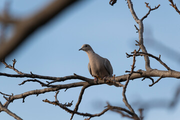 Close up of Eurasian collared dove