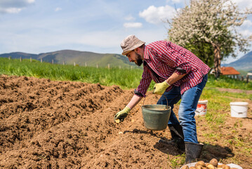 Male farmer working on an agricultural fields he is planting sprouts potatoes in soil in garden.