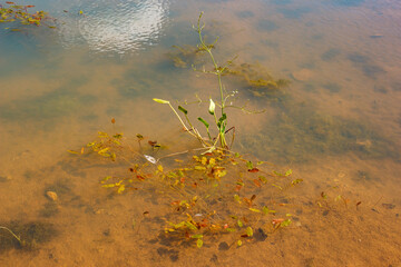 Picturesque shallow water on a pond with algae growing in the water