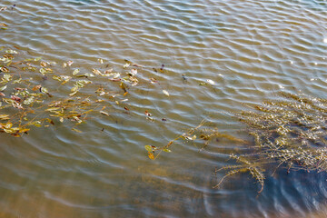 Picturesque shallow water on a pond with algae growing in the water