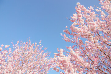 満開の春めき桜と青空 神奈川のお花見