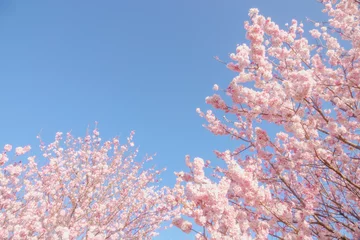 Gordijnen 満開の春めき桜と青空 神奈川のお花見 © monstrose