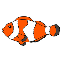 big clown fish vector illustration