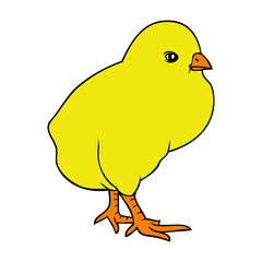 chick vector illustration