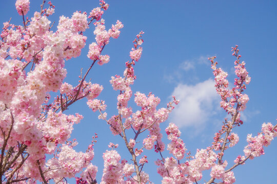 満開の春めき桜と青空 神奈川のお花見