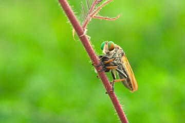 The robber fly or Asilidae was eating its prey on the branch of a grumble