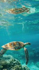 Sea turtle swimming underwater hues