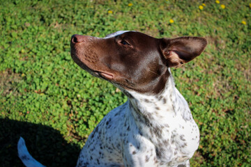 German Shorthaired Pointer Mix Enjoying the Breeze